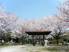 浜田緑地の桜